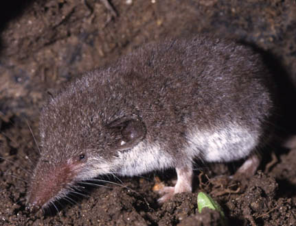 crocidura